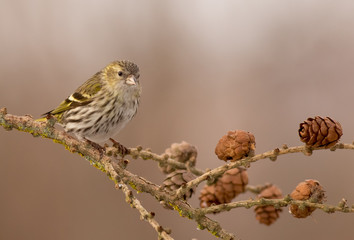 Eurasian Siskin - Spinus spinus / Carduelis spinus - female