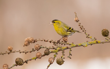 Eurasian Siskin - Spinus spinus / Carduelis spinus - male