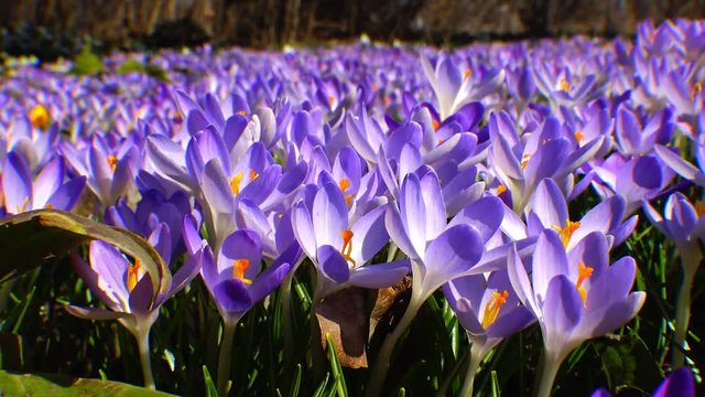Beautiful spring crocuses and galanthus in the garden