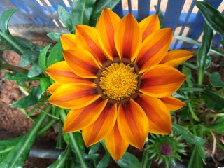 dalia flower or dahlia flower