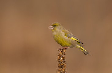 European Greenfinch - Chloris chloris / Carduelis chloris