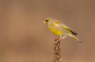 European Greenfinch - Chloris chloris / Carduelis chloris