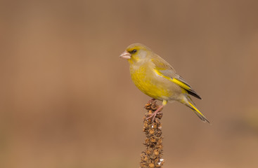 European Greenfinch - Chloris chloris / Carduelis chloris