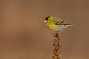 Eurasian Siskin - Spinus spinus / Carduelis spinus - male