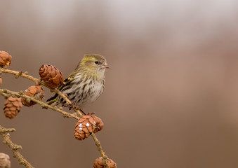 Eurasian Siskin - Spinus spinus / Carduelis spinus - female