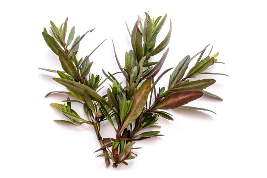 Ysop isoliert auf wei&szlig;