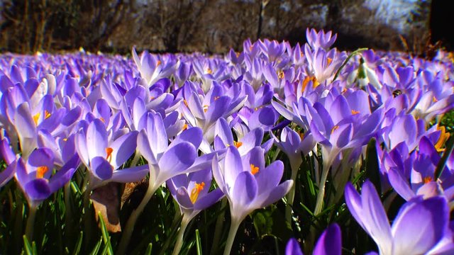 Beautiful spring crocuses and galanthus in the garden