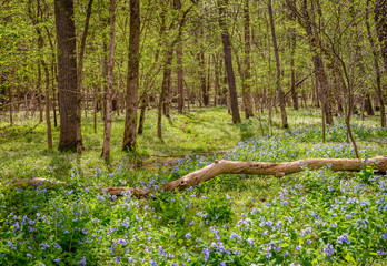 Riverbend Bluebells