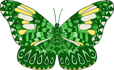 Векторное изображение разноцветная тропическая бабочка изолированная на белом фоне