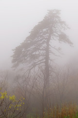 Trees in the fog