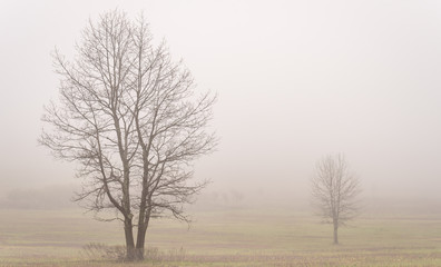 Fototapeta na wymiar Trees in the fog