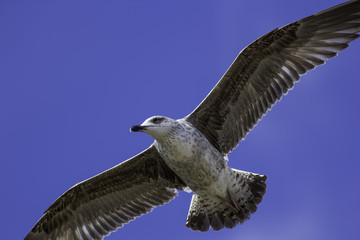 Juvenile seagull close-up in flight