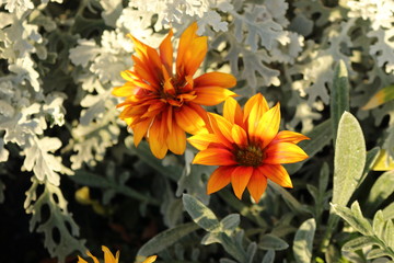 黄色のガザニア