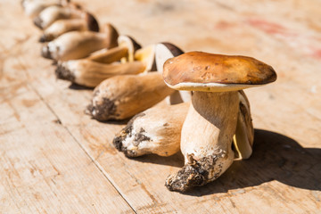 Harvested wild porcini mushrooms