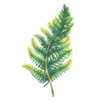 Green fern leaf. Polypodiopsida. Hand drawn watercolor painting on white background.