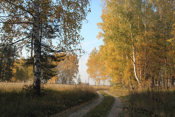 Fototapeta premium Autumn forest