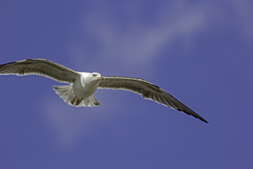 Sinister Seagull. Gull in flight against blue sky background