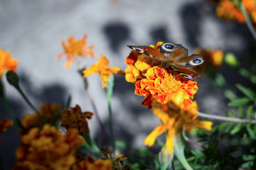 Пчела сидит на цветке, Черный фон