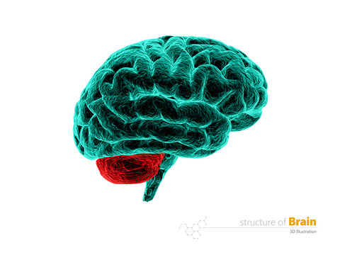 Human brain, cerebelum, anatomy structure. Human brain anatomy 3d illustration. isolated withe
