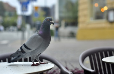 Gray pigeon (dove) on a table in street cafe