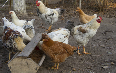 Group of hens