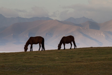 Wild Horses in Kyrgyzstan