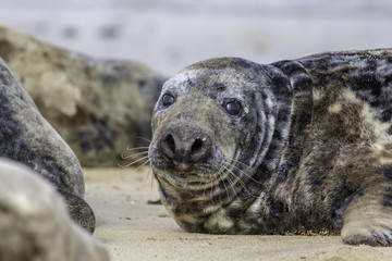 Naklejka premium Fat grey seal from the Horsey (Norfolk, UK) wild seal colony.