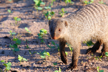 The banded mongoose (Mungos mungo) in Chobe Park, Botswana