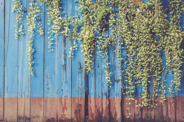 Green plant ivy on old blue wooden wall. Vintage filter effect