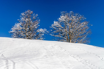 Calm place, white snow and winter trees on ski resort