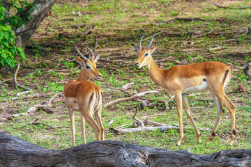 Naklejka na ściany i meble The impalas (Aepyceros melampus) in Chobe Park, Botswana