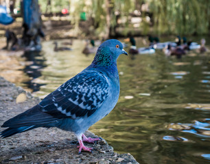 Dove on the shore of pond