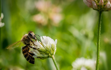 Closeup of bee at work on white clover flower collecting pollen
