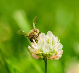 Closeup of bee at work on white clover flower collecting pollen