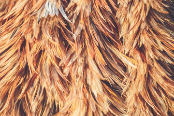 Feather duster texture use for background