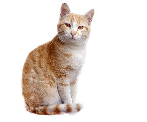 Ginger Cat on white background