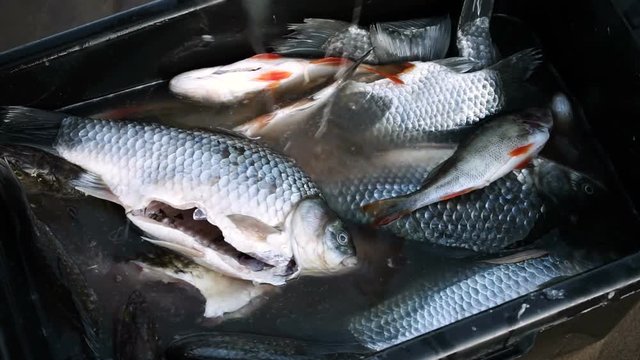 Allowable catch. Freshwater fish caught during fishing and lying in a plastic container with water. HD