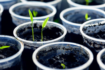 Young Seedling. Young seedlings growing on windowsill in plastic cup
