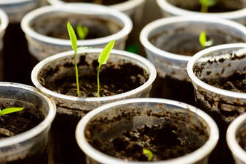 Young Seedling. Young seedlings growing on windowsill in plastic cup