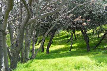 Green grass on the woods.