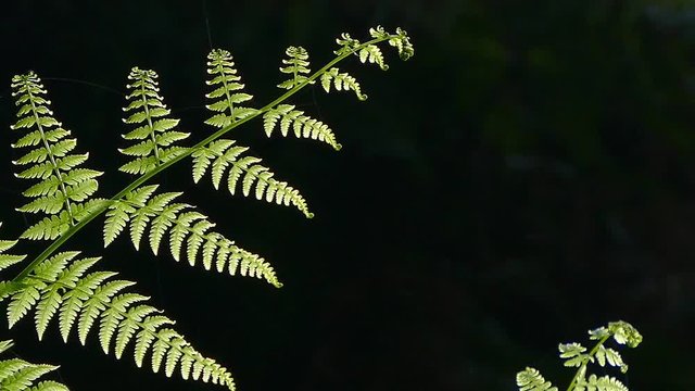 Closeup of ferns back-lighting, moved by the breeze and dark background.
Six seconds fixed plane, ten seconds camera motion: panning left and zoom out, and seven seconds fixed plane.
