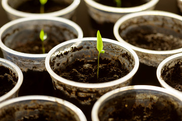 Young Seedling. Young seedlings growing on windowsill in plastic cup
