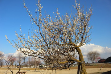 青空と梅