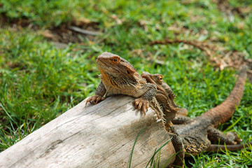 couple de lézards