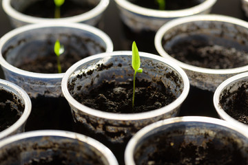 Young Seedling. Young seedlings growing on windowsill in plastic cup.