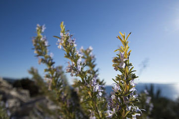 Obraz na płótnie Canvas Rosemary camphor wild plant (Rosemarinus officinalis)