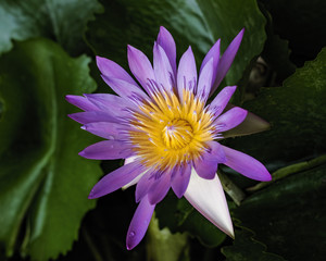lotus