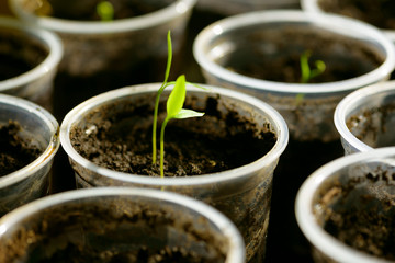Young Seedling. Young seedlings growing on windowsill in plastic cup
