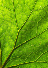 Naklejka na ściany i meble Detail of the texture and pattern of a fig leaf plant, the veins form similar structure to an inverted green tree
