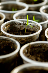 Young Seedling. Young seedlings growing on windowsill in plastic cup